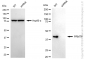 KD-Validated Anti-PRMT6 Rabbit Monoclonal Antibody